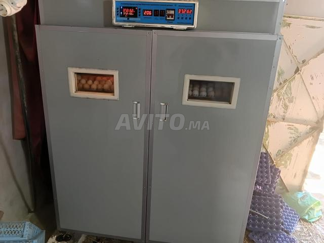 Incubateur d'œufs 2100 œufs - 2