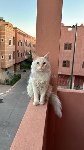 Siamoi 2 ans à adopter - 2