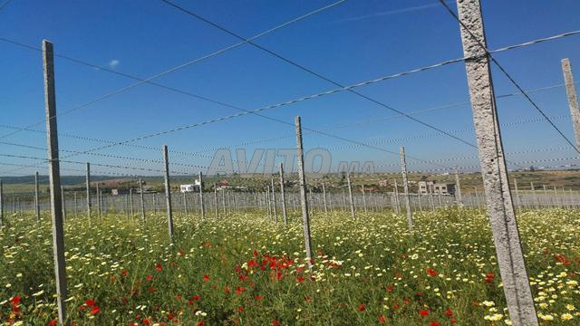 مزرعة عنوان 6 هكتار كموني أم سلات - 2