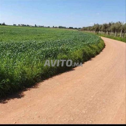 أراضٍ محفظة ومطلة على البحر قرب سيدي رحال - 2