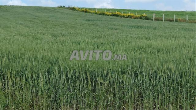 أراضٍ فلاحية محفظة بالبئر الجديد للسكن والاستثمار - 2