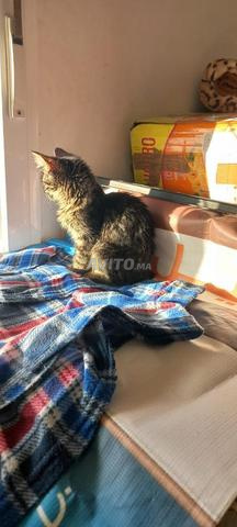 Chaton à vendre 2 mois - 2