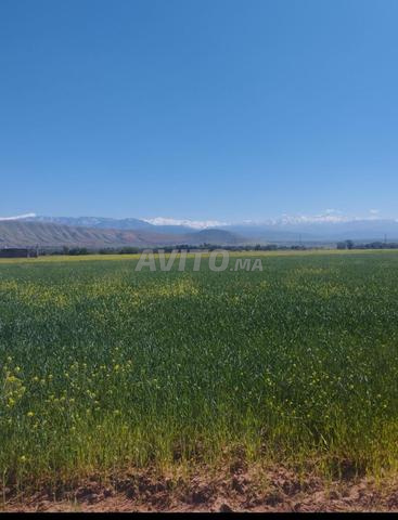 للبيع أرض رائعة بنواحي آيت أورير - 2