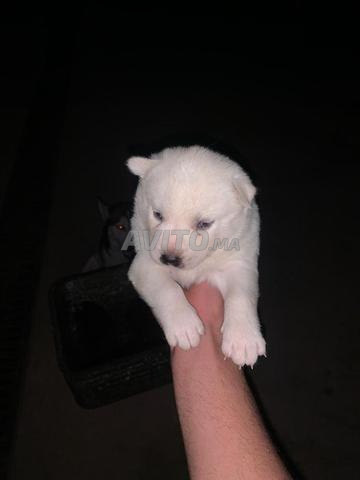 كلاب هاسكي - 2