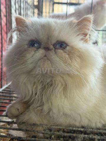 ذكر فارسي - 2