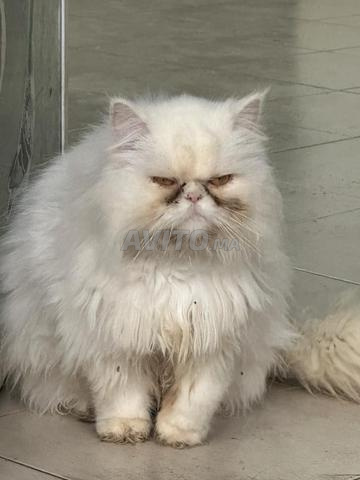 أنثى شيرازي - 2