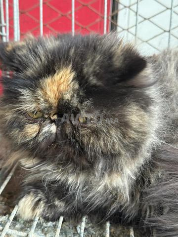 أنثى شيرازي - 2