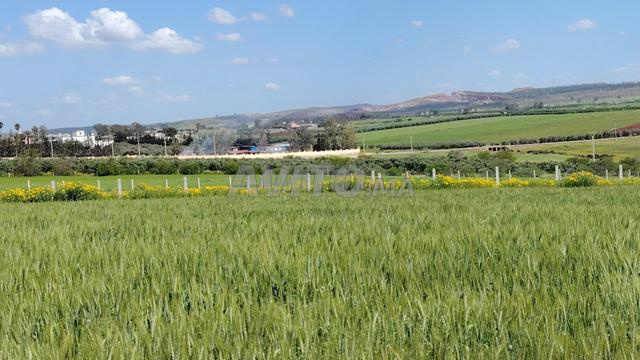 أراضي محفظة للبيع – إثنين شتوكة - 2