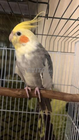 زوجة كالوبسيت أنثى ملقحة، ذكر بايد وأنثى بينو