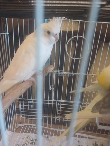 زوجة كالوبسيت أنثى ملقحة، ذكر بايد وأنثى بينو - 2