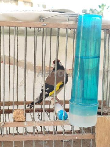 Chardonneret mâle à vendre