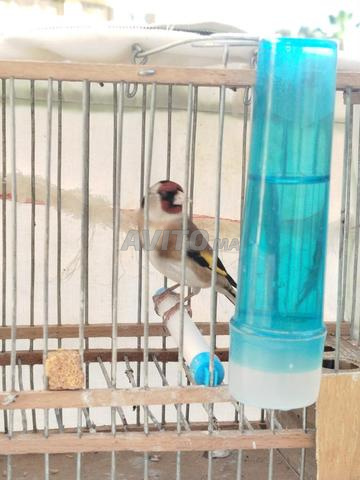 Chardonneret mâle à vendre - 2