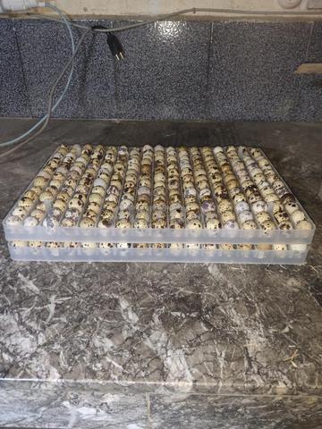 بيض السمان مخصب - 2