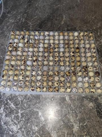 Oeufs de caille fécondés