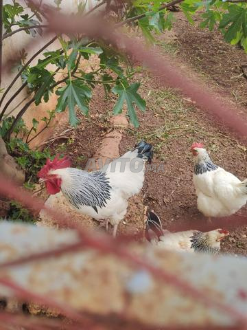 Oeufs de Sussex fertilisés