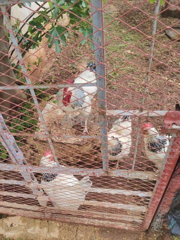 بيض سوسيكس مخصب للتفقيس - 2