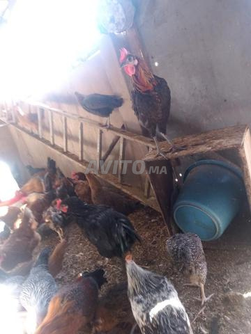 Poulets de ferme - 2