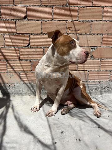 ride nos pure rase - 2