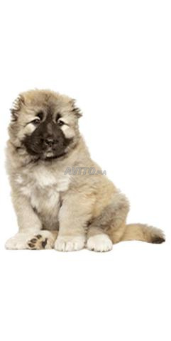 جرو قوقازي - 2