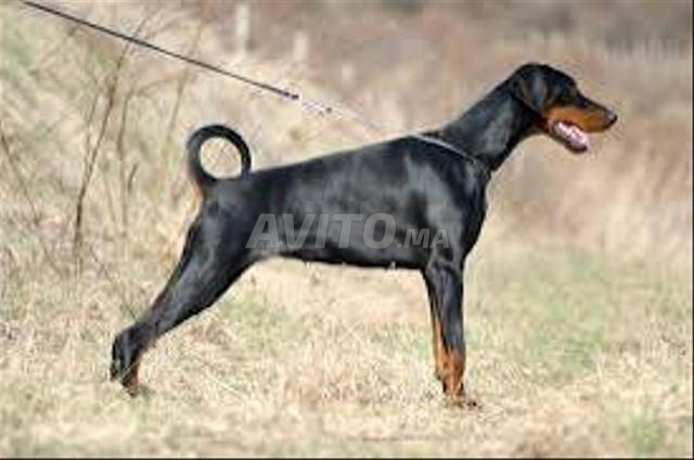 جرو دوبرمان - 2