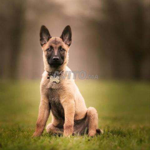 جرو مالينوا - 2