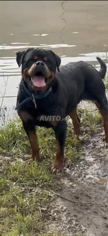 Mâle Rottweiler de pure race - 2