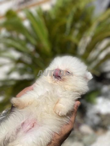 جرو سبيتز قزم لطيف وصحي - 2