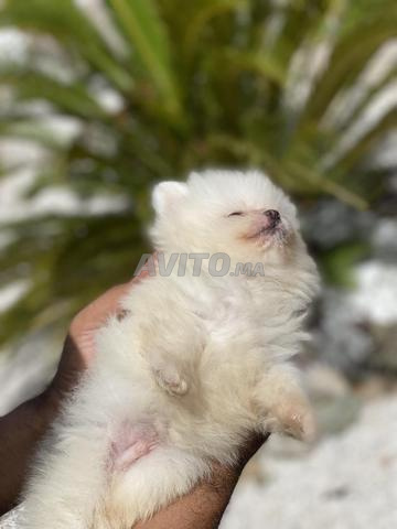Adorables chiots Spitz nain - 2