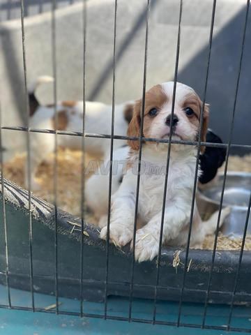 Cavalier King Charles - 2