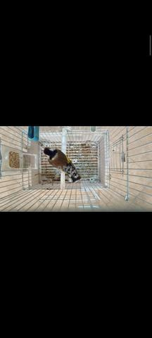 2 طيور جاهزة لمن يريدهم مرحباً - 2