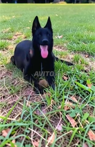 Super femelle malinois très charbonnée - 2