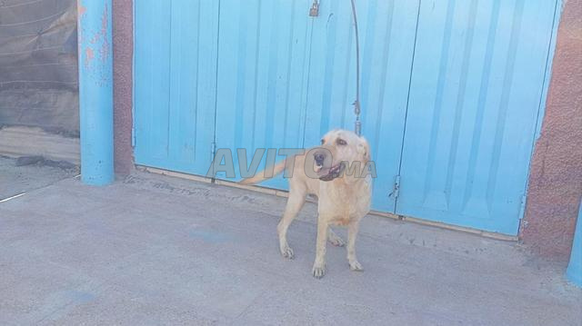 Femelle Labrador Retriever - 2