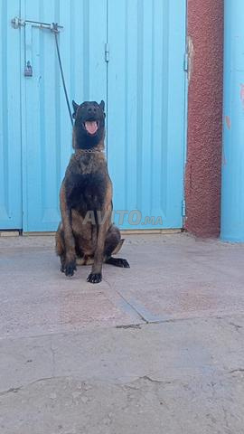 Super femelle malinois charboni - 2
