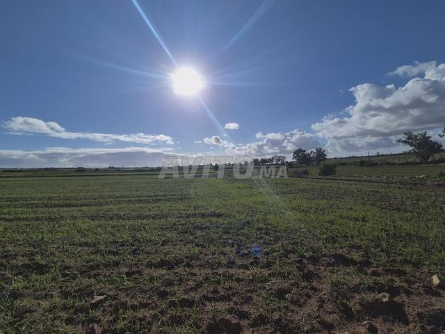 7300 m² titrés à Oulad Hamdan - 2