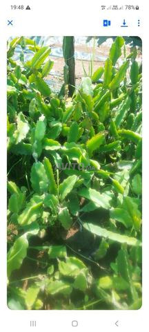 شتلات التنين بسعر مناسب جداً - 2