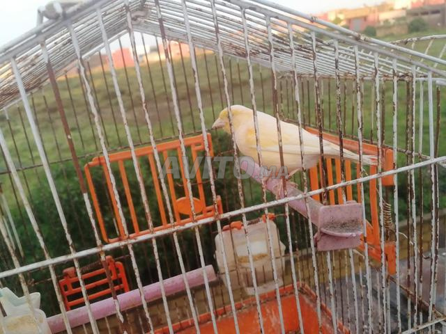 Sidi Ismail, Province de El Jadida - 2