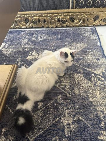 Oscar, mâle castré de 1 an à adopter - 2