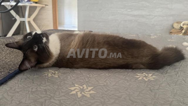 Magnifique mâle siamois castré - 2