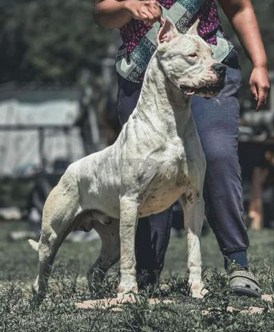 جرو دوغو أرجنتينو - 2