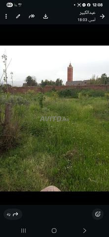 المحاميد الحسنى - 2