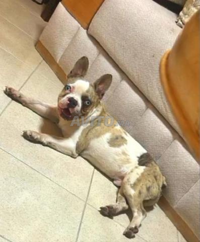 زوج بولدوج فرنسي - 2