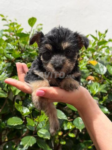 جرو مانك رائع (بيشون يوركشاير) - 2