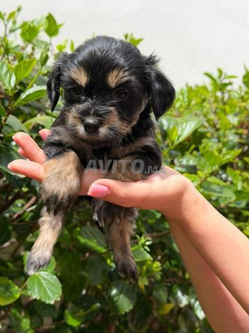 Magnifiques chiots MORKIE (Bichon Yorkshire) - 2