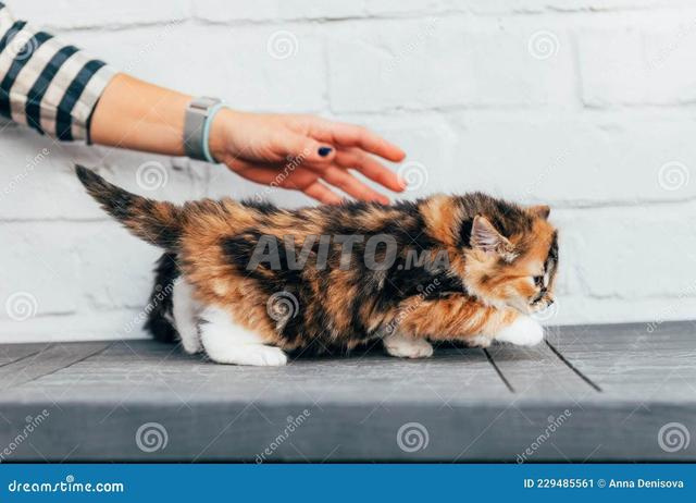 شيرازي مون فيس - 2