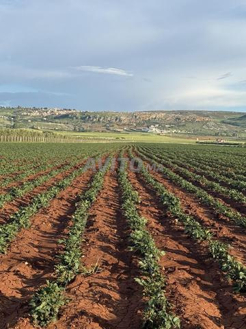 10 هكتار للبيع - 2