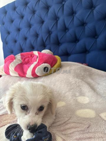 Donne chiot bichon croisé chihuahua - 2