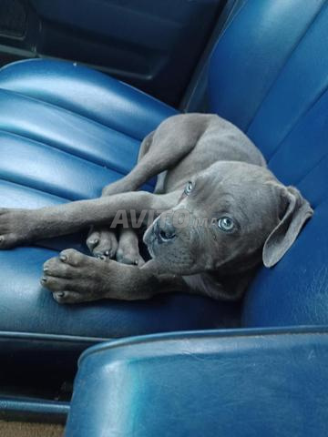 Cani Corso magnifique - 2