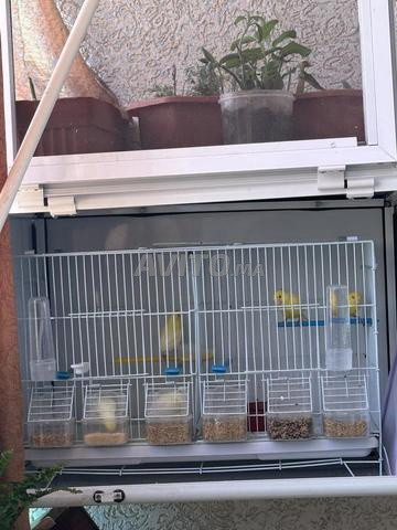 كاسكو مالينوا - 2