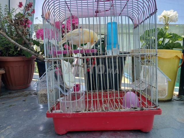 عصفور الكناري كريمي أو أصفر شاحب - 2