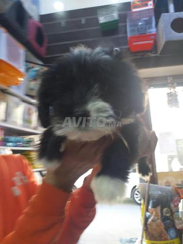 شويت بيبي بيشون هافاني شهر و 20 يوم - 2